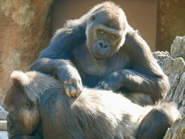 仲間の死を悼む動物たち～ゴリラ編