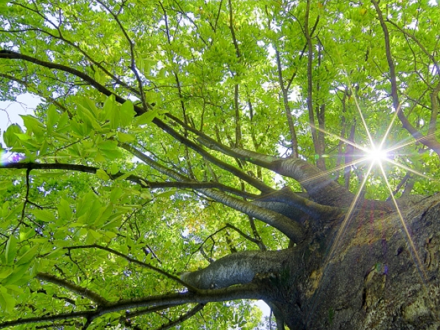 群馬県で樹木葬・永代供養のできるおすすめ霊園5選