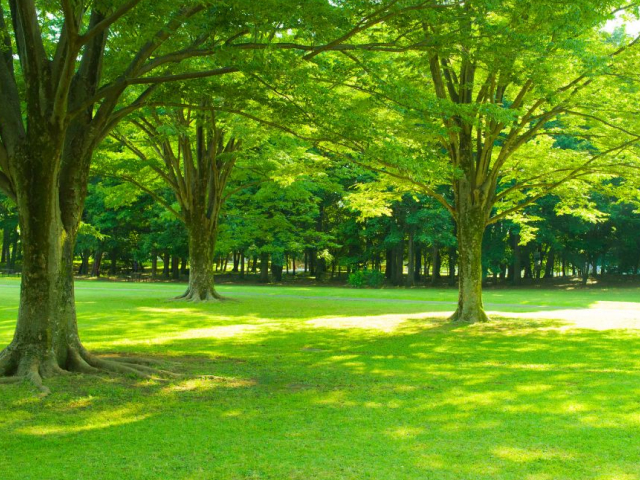 北部九州で樹木葬・永代供養のできるおすすめ霊園4選