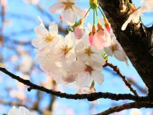 【あり？なし？】桜や梅の花をお墓にお供えしてもいいの？