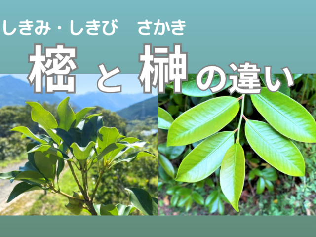 樒(しきみ・しきび)と榊（さかき）の違い〜樒をお供えする意味や使われ方を紹介します〜