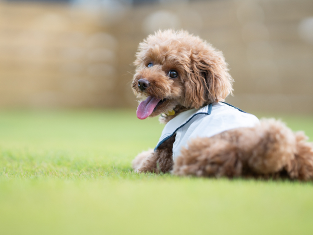 仲間の死を悼む動物たち～犬編