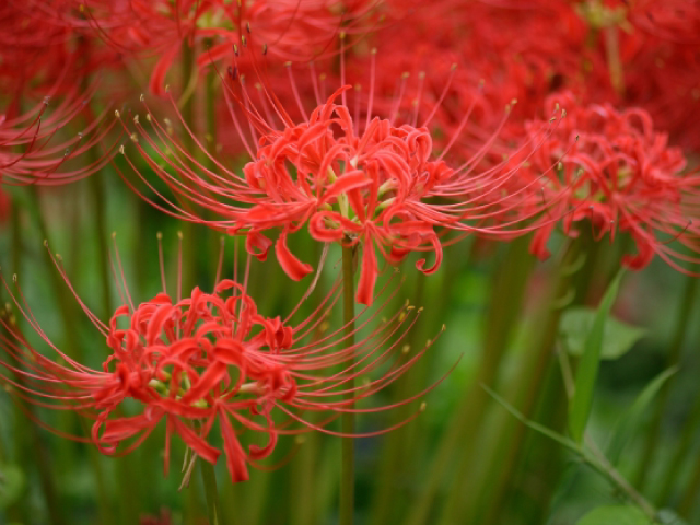 彼岸花（曼珠沙華）はお墓にお供えしてもいいの？名前の由来や花言葉、仏教との関係を解説