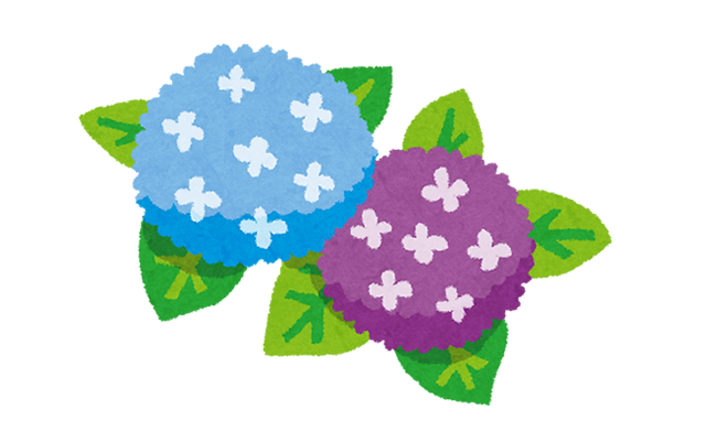 お寺に紫陽花、アジサイが多いのはなぜ？おすすめのアジサイ寺も紹介