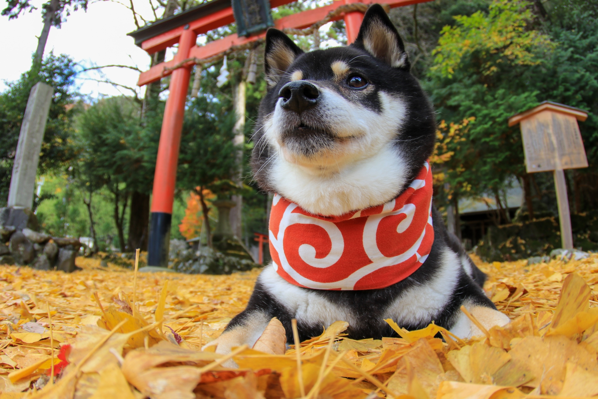 ペットと初詣はできる？都内と関西でペット同伴可能な神社・お寺もご紹介