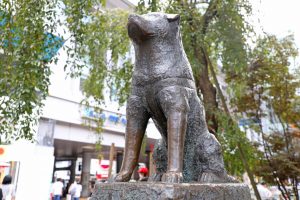 【忠犬ハチ公】ハチのお墓はどこにある？