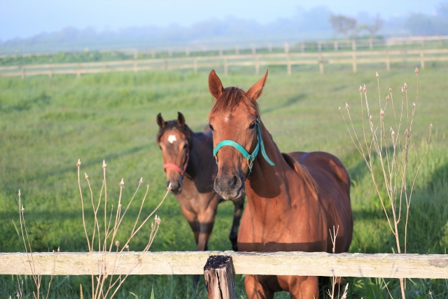 競馬の名馬たちにお墓はある？代表的な墓所、お墓参りのマナーについて解説します