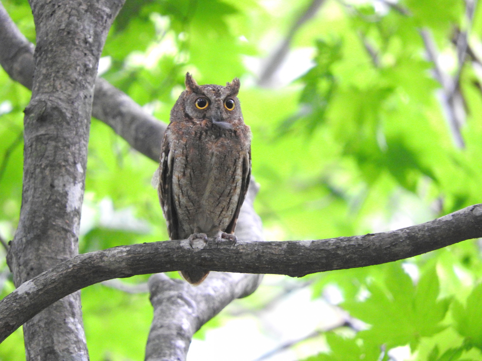 なぜお寺や神社にフクロウがいるの？「不苦労」な暮らしを呼ぶ縁起物と仏教との関係