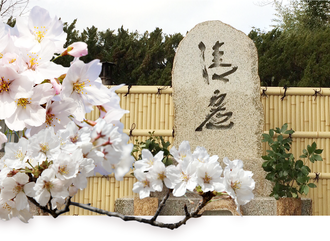 墓石と桜の花